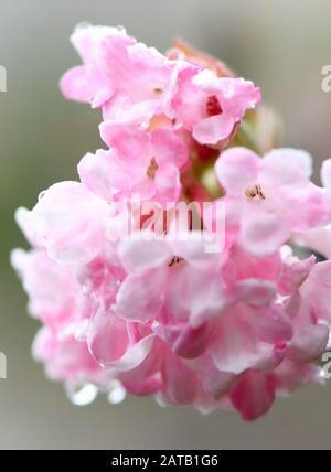 Bonn, Germany. 01st Feb, 2020. Drops of water hang from the pink flowers of a lilac. Credit: Caroline Seidel/dpa/Alamy Live News Stock Photo
