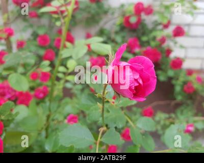 pink roses bush grow in the garden. Stock Photo