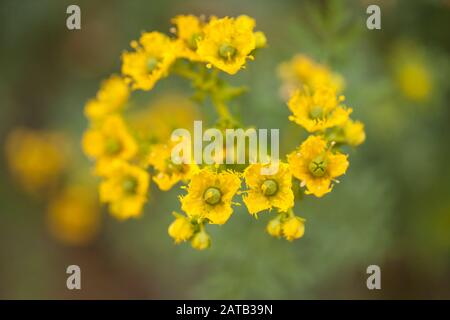 flora of Gran Canaria - Ruta chalepensis macro background Stock Photo