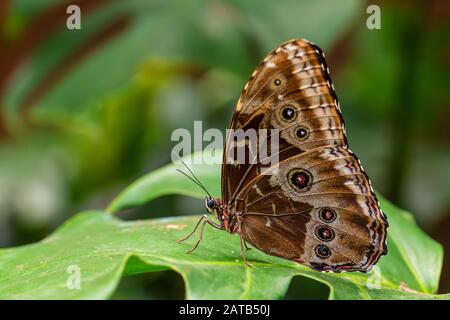 Granada morpho - Morpho granadensis, iconic beautiful large butterfly from Central American forests, Costa Rica. Stock Photo