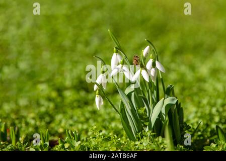 first springtime's snowdrops in the garden Stock Photo