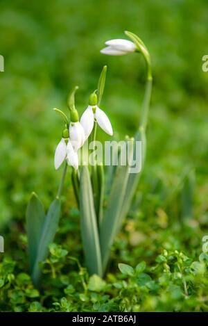 first springtime's snowdrops in the garden Stock Photo