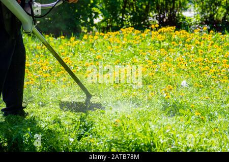 trimming dandelions and other weeds in the yard. an overgrown backyard clearing with brush cutter. springtime lawn care concept Stock Photo