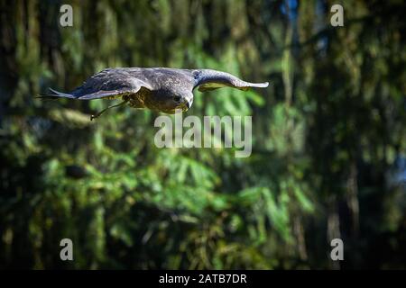 Common Buzzard ( Buteo Buteo ) in Flight, Falconry Stock Photo