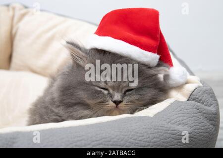 Beautiful black kitten in santa claus hat Stock Photo