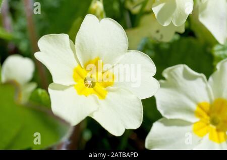 Primrose (primula vulgaris), close up of single thrum-eyed flower out of many. Stock Photo