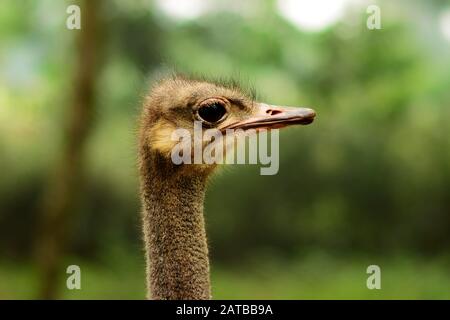 emu bird close up portrait .