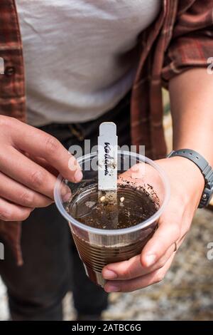Hands holding cup of rice seeds planted in soil and water. Stock Photo