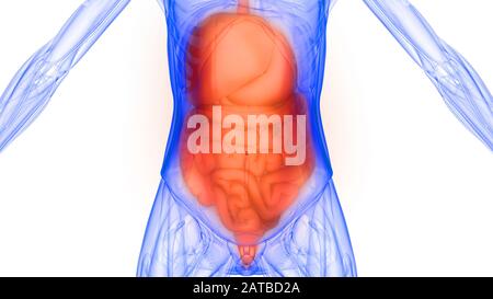 Human Internal Organs Digestive System Anatomy Stock Photo