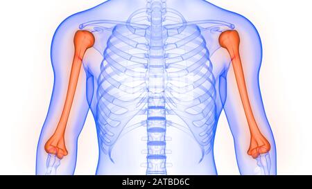 Humerus Bone Joints of Human Skeleton System Anatomy Stock Photo - Alamy