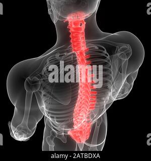 Vertebral Column of Human Skeleton Anatomy X-ray 3D rendering Stock Photo