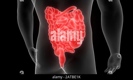 Human Digestive System Anatomy 3d rendering Stock Photo