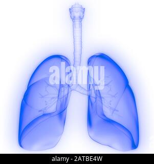 Lungs a Part of Human Respiratory System Anatomy X-ray 3D rendering Stock Photo