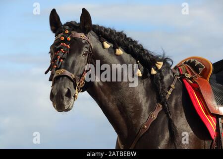 Performance black andalusian horse portrait in sky clouds background Stock Photo