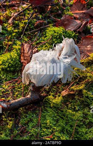 Hair ice, also known as ice wool or frost beard, ice that forms on dead wood and takes the shape of fine, silky hair. Stock Photo