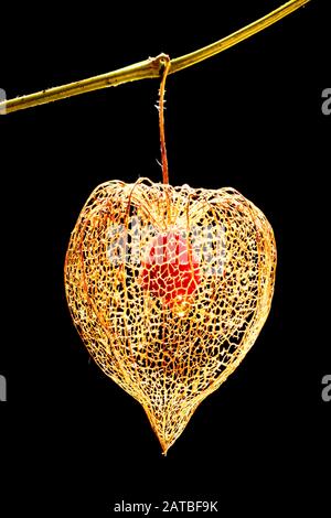 wintery Physalis fruit on the branch with beautifully squeeled leaves mirrored in black water Stock Photo