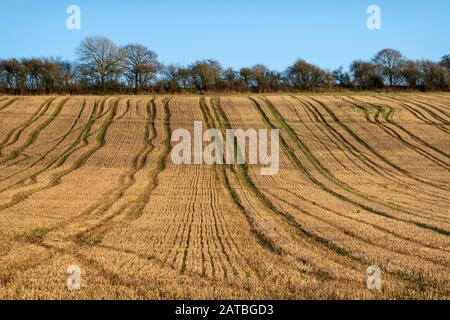 Tractor tyre lines in field of stubble in winter, East Garston, West Berkshire, England, United Kingdom, Europe Stock Photo