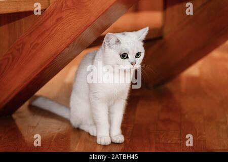 White cat with blue eyes sits at home under wooden stairs. Stock Photo