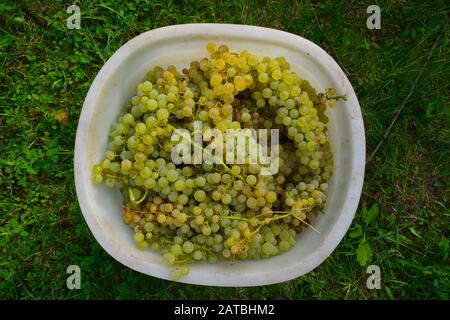 A bucket full of round, juicy, green and white grapes. Standing on a carpet of bright green grass during harvest in San Gimignano, Tuscany for wine Stock Photo