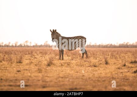 A zebra stands in the yellow grass in the rays of the setting sun. Stock Photo