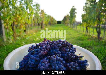 Elegant white plate full of round, juicy, red and concord grapes during harvest. In the background peaceful vine stocks in the Chianti region, Tuscany Stock Photo