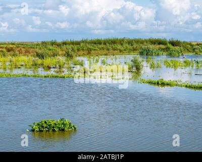 Marshland on one of artificial islands of Marker Wadden, Markermeer, Netherlands Stock Photo