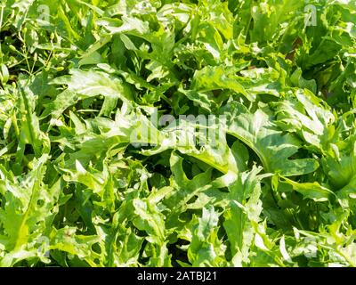 Marsh fleawort, Tephroseris palustris or Senecio congestus, young fresh leaves on marshland of Marker Wadden, Netherlands Stock Photo