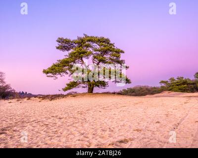 Solitary Scots pine tree, Pinus sylvestris, in sand dunes of heathland at dusk, Goois Nature Reserve, Netherlands Stock Photo
