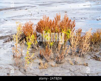 Golden dock, Rumex maritimus, and a few plants of willowherb, Epilobium hirsutum, growing on mud flat, Marker Wadden, Netherlands Stock Photo