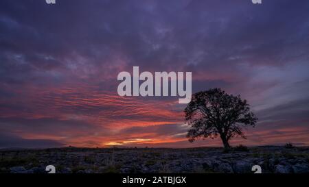 Sunset over Ash Tree growing on Limestone pavement Stock Photo