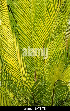 Close up of yellow and green , yellow, green tropical palm branches Stock Photo