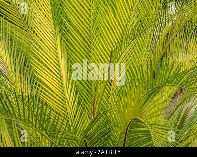 Close up of yellow and green , yellow, green tropical palm branches Stock Photo