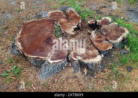 A huge root of tree just cut down Stock Photo