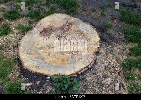 A huge root of tree just cut down Stock Photo