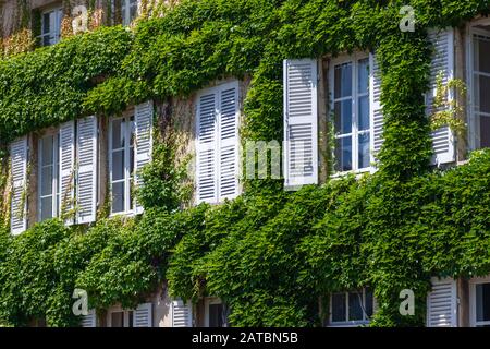 Beautiful antique old brick house rustic window with white wooden shutters, flowers, entwined green ivy covered exterior wall of historic building, ty Stock Photo