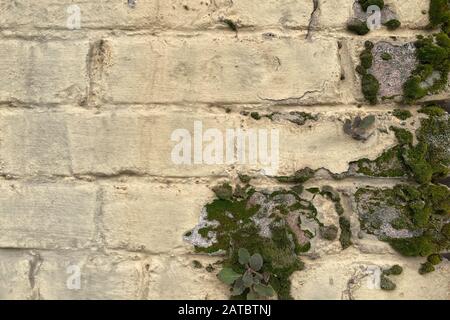 a yellow painted brick wall with growing moss closeup Stock Photo