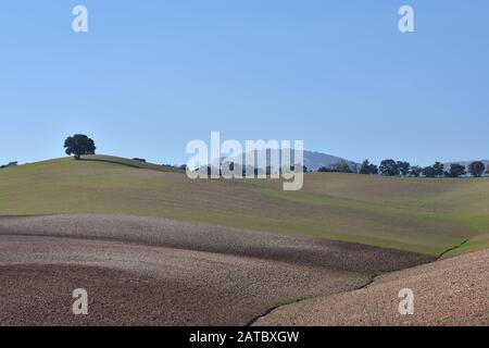 Andalusian countryside landscape with different colors and a lonely oak on top of a hill Stock Photo