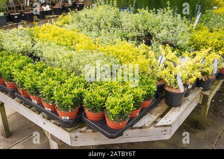 A selection of evergreen potted Euonymus plants for sale in an English garden centre Stock Photo