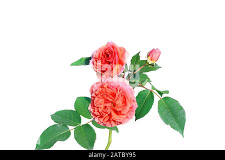 Lovely rose branch with two coral flowers, bud and green leaves on stem isolated on white background. Blooming roses, nature. Beautiful detail for fes Stock Photo