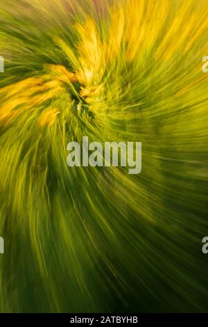 Abstract of Summer Flowers in Bloom Stock Photo