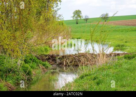 Biber-Biotop – Beaver biotope • Baden-Württemberg, Deutschland Stock