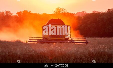 Combine Harvester harvesting in the evening.  Much Hadham, Hertfordshire. UK Stock Photo