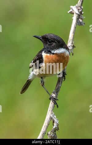 Schwarzkehlchen (Saxicola torquata) Common Stonechat • Baden-Württemberg, Deutschland Stock Photo