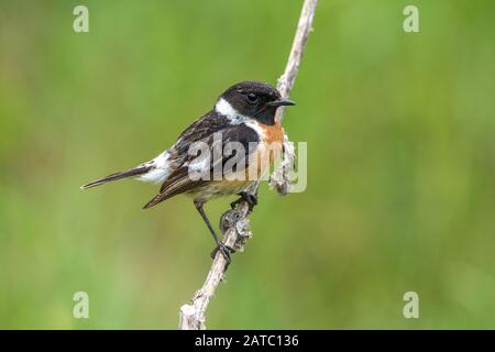 Schwarzkehlchen (Saxicola torquata) Common Stonechat • Baden-Württemberg, Deutschland Stock Photo