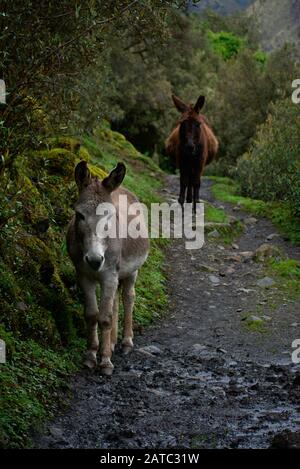 Landscape of a donkeys walking on a path in Huascarán National Park Peru Stock Photo