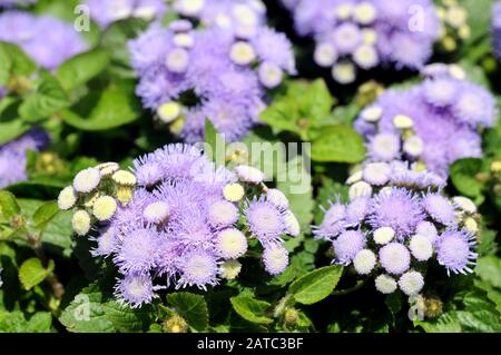 Ageratum Flowers blooming in garden Stock Photo