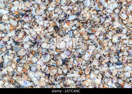 Sea shells background. A lot of seashells on a shore. Top view of many shells on a beach. Stock Photo