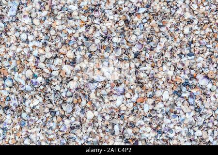 Sea shells background. A lot of seashells on a shore. Panoramic top view of many shells on a beach. Stock Photo