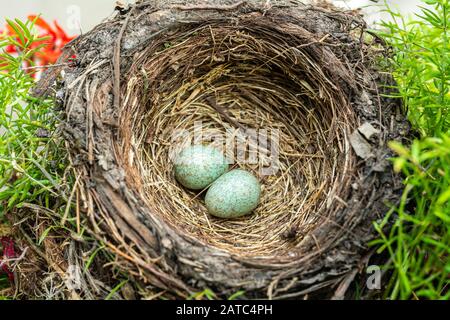 blackbird (Tardus merula), blackbird nest with eggs in a flowers box with geranium plants Stock Photo