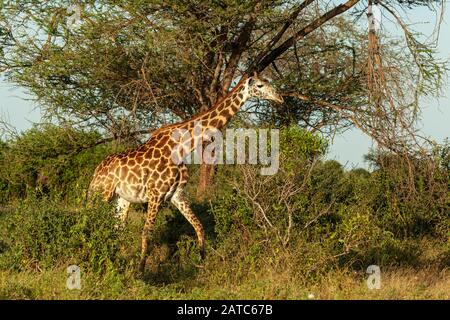 Reticulated giraffe grazing in bush Stock Photo